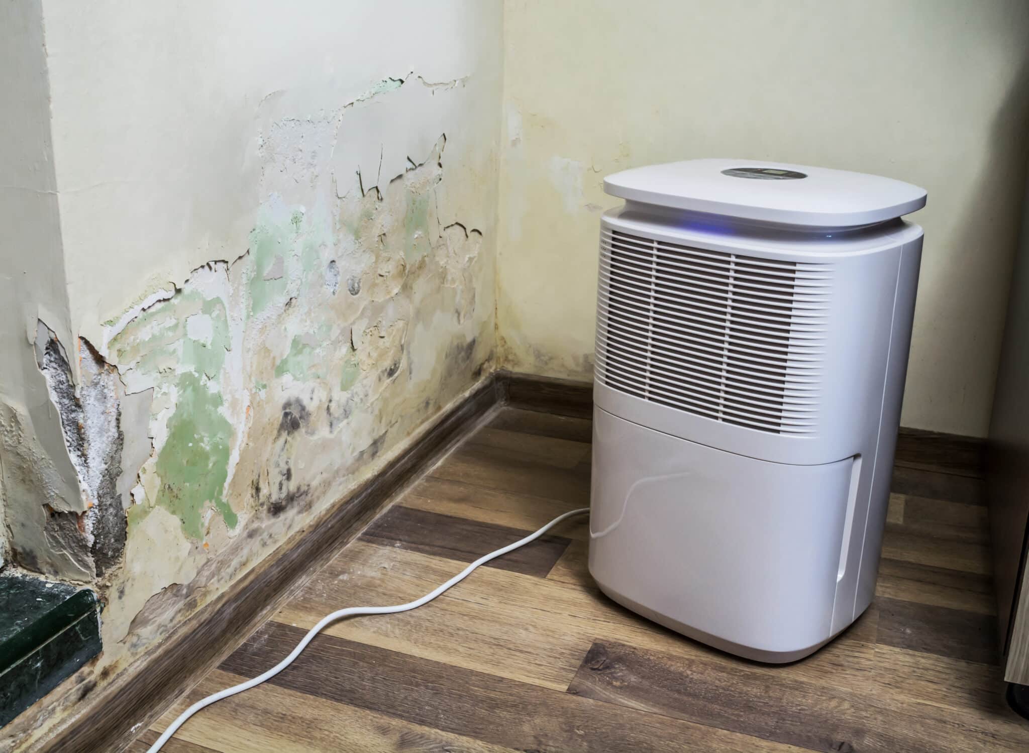 Mold Removal in Grand Rapids Mold Removal in Grand Rapids
