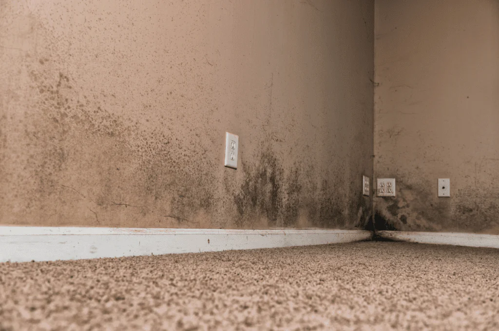 Basement mold growth caused by high humidity in Grand Rapids Michigan