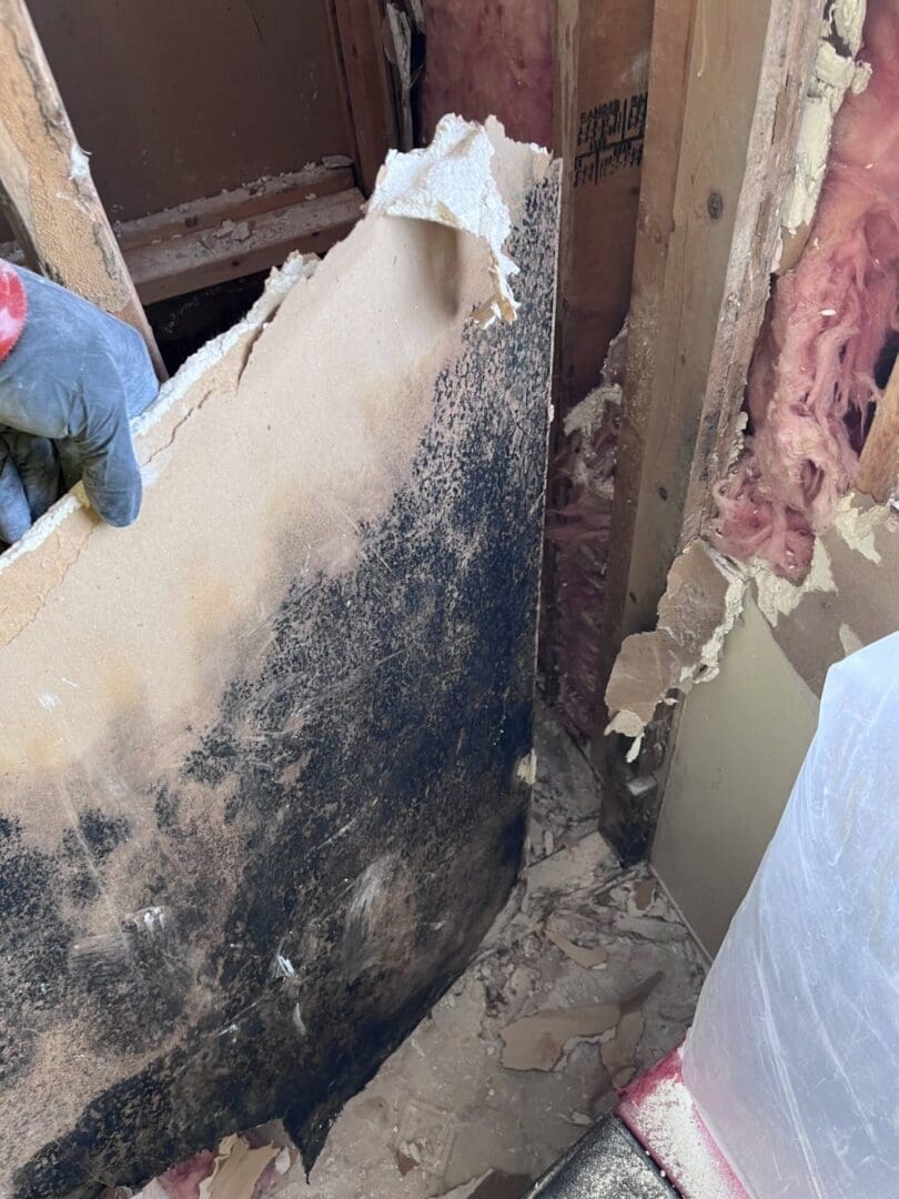 Gloved hand removing moldy drywall panel