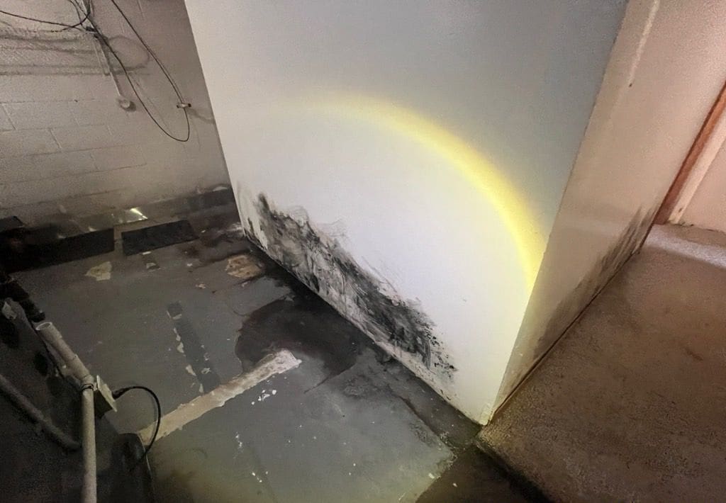 Black Mold removal: Black mold growing on drywall in a Grand Rapids Michigan basement