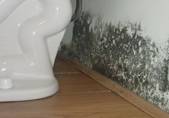 When Is Mold Remediation Required When Is Mold Remediation Required